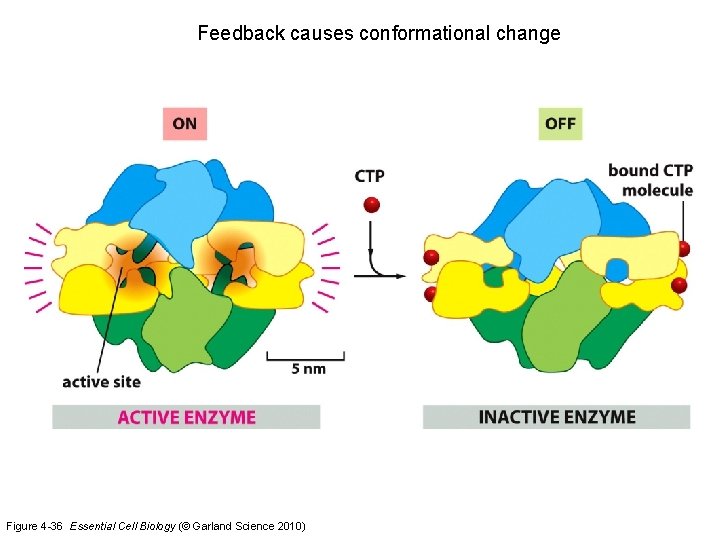 Feedback causes conformational change Figure 4 -36 Essential Cell Biology (© Garland Science 2010)