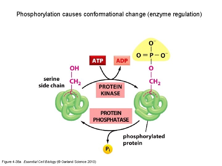 Phosphorylation causes conformational change (enzyme regulation) Figure 4 -38 a Essential Cell Biology (©