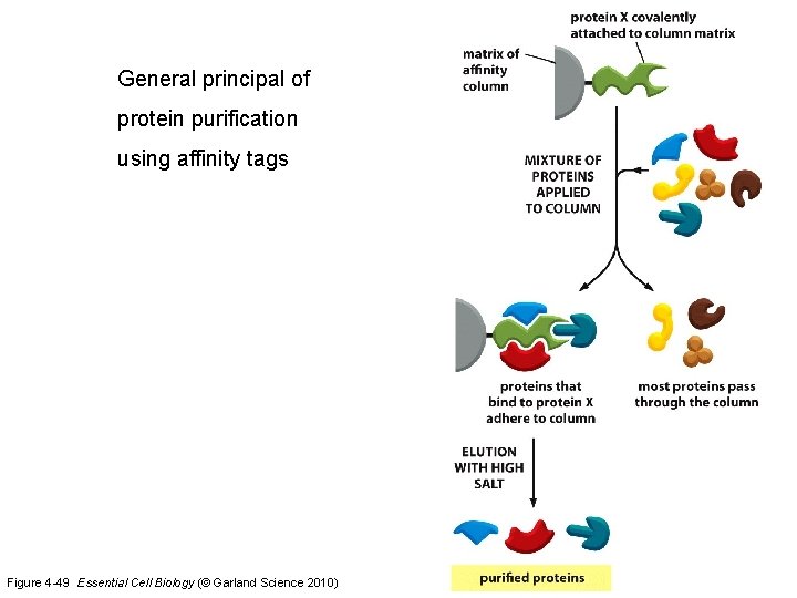 General principal of protein purification using affinity tags Figure 4 -49 Essential Cell Biology
