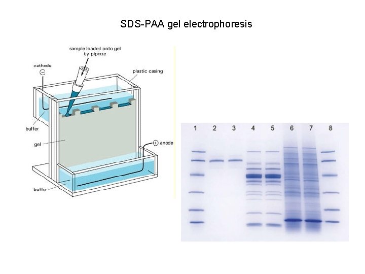 SDS-PAA gel electrophoresis 