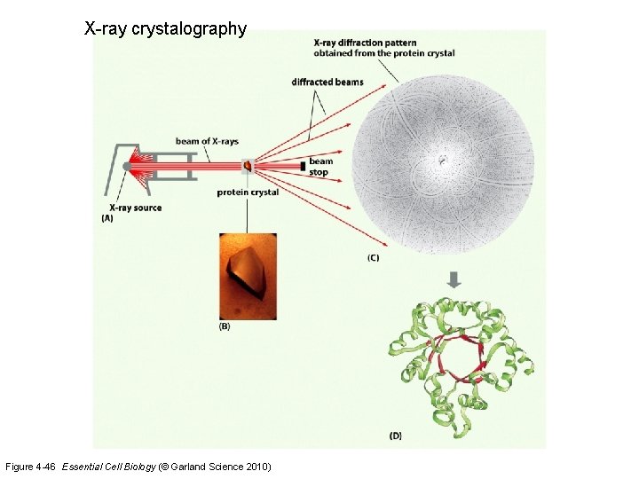 X-ray crystalography Figure 4 -46 Essential Cell Biology (© Garland Science 2010) 