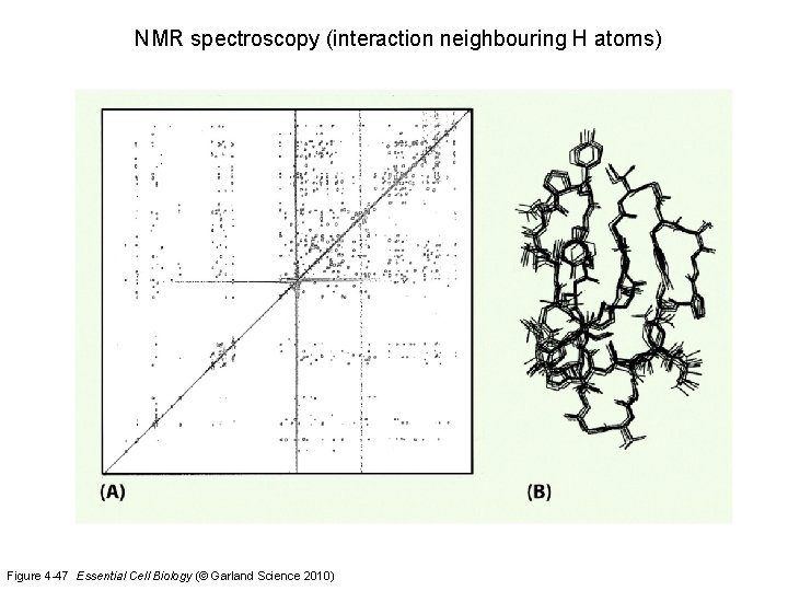 NMR spectroscopy (interaction neighbouring H atoms) Figure 4 -47 Essential Cell Biology (© Garland