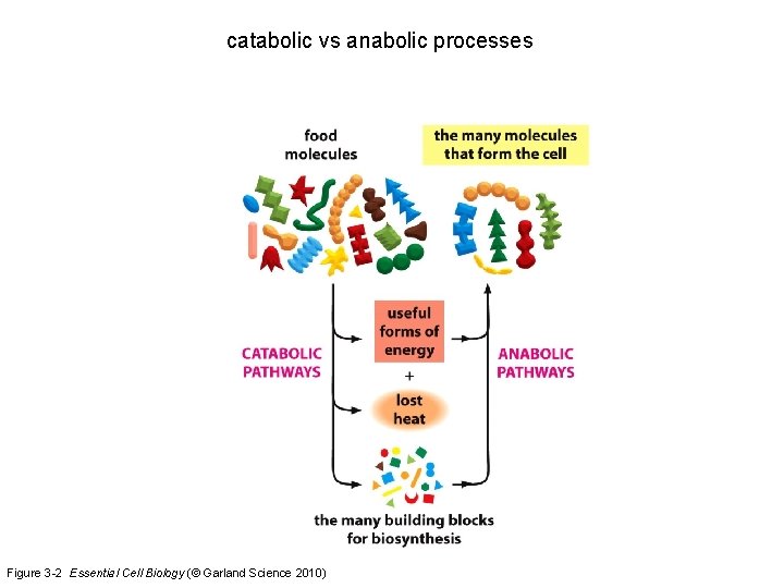 catabolic vs anabolic processes Figure 3 -2 Essential Cell Biology (© Garland Science 2010)