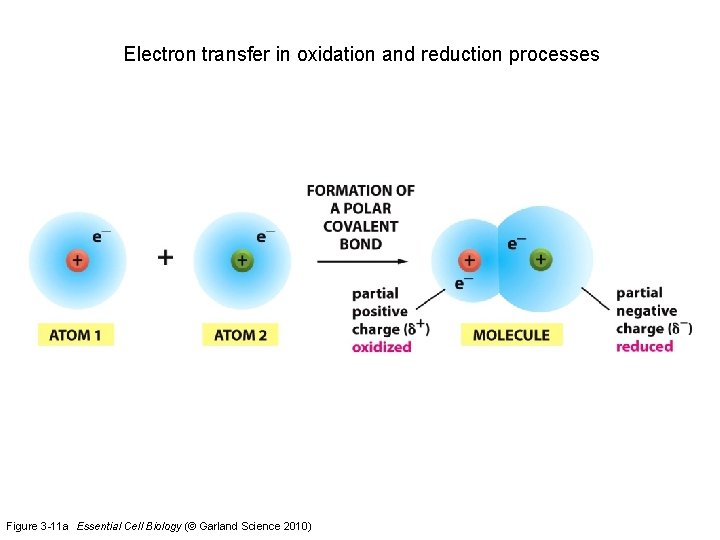 Electron transfer in oxidation and reduction processes Figure 3 -11 a Essential Cell Biology