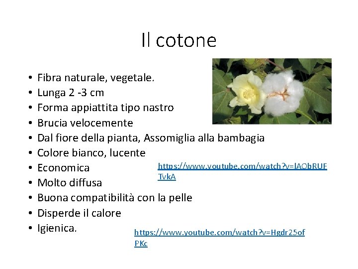 Il cotone • • • Fibra naturale, vegetale. Lunga 2 -3 cm Forma appiattita