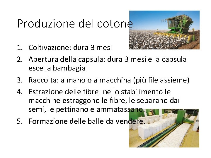 Produzione del cotone 1. Coltivazione: dura 3 mesi 2. Apertura della capsula: dura 3