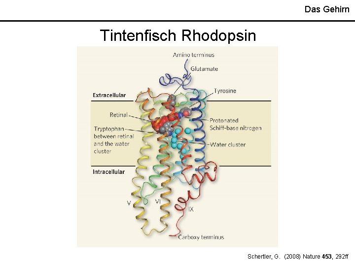 Das Gehirn Tintenfisch Rhodopsin Schertler, G. (2008) Nature 453, 292 ff 
