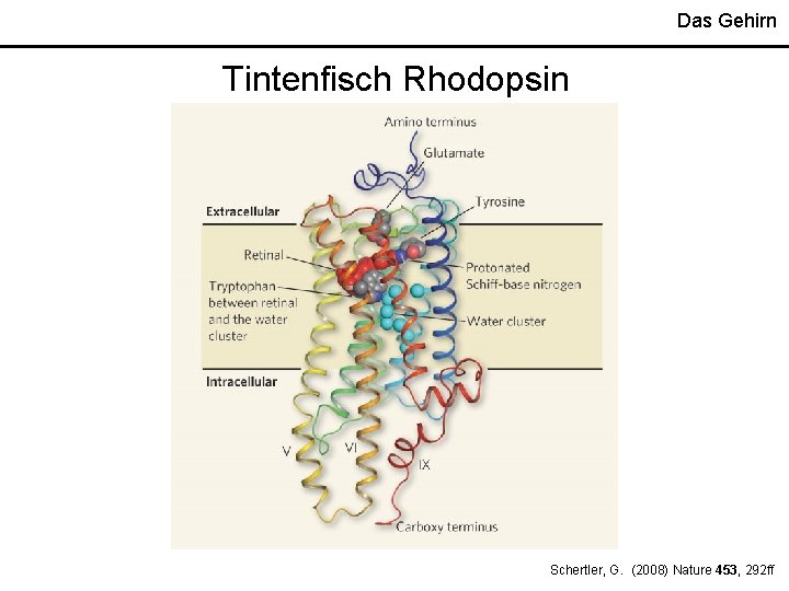 Das Gehirn Tintenfisch Rhodopsin Schertler, G. (2008) Nature 453, 292 ff Das Gehirn Tintenfisch Rhodopsin Schertler, G. (2008) Nature 453, 292 ff