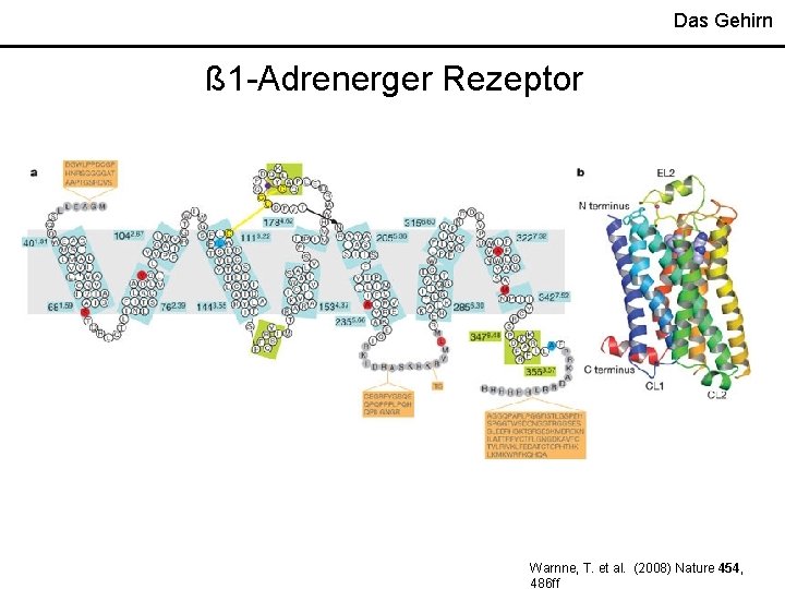 Das Gehirn ß 1 -Adrenerger Rezeptor Warnne, T. et al. (2008) Nature 454, 486