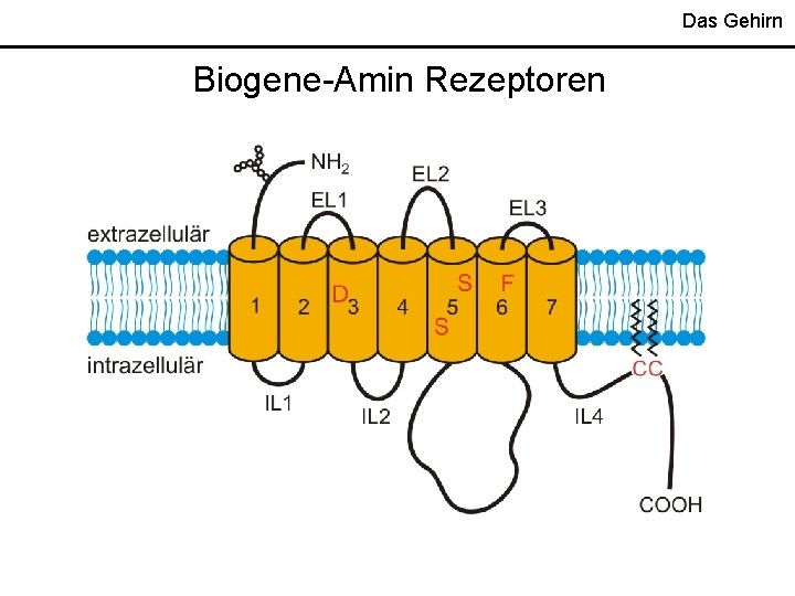 Das Gehirn Biogene-Amin Rezeptoren 