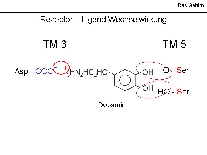 Das Gehirn Rezeptor – Ligand Wechselwirkung TM 3 Asp - COO TM 5 - Das Gehirn Rezeptor – Ligand Wechselwirkung TM 3 Asp - COO TM 5 -
