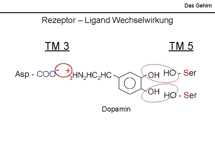 Das Gehirn Rezeptor – Ligand Wechselwirkung TM 3 Asp - COO TM 5 -