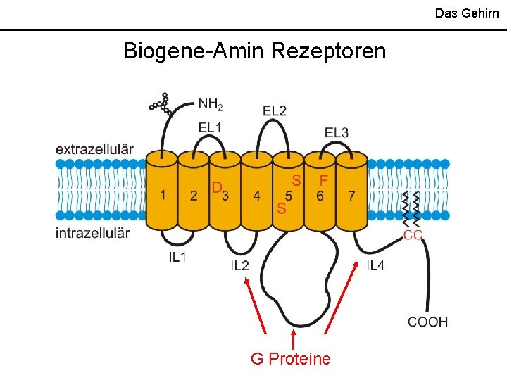 Das Gehirn Biogene-Amin Rezeptoren G Proteine 