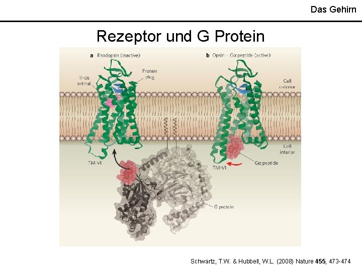 Das Gehirn Rezeptor und G Protein Schwartz, T. W. & Hubbell, W. L. (2008)