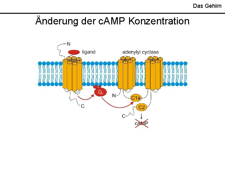 Das Gehirn Änderung der c. AMP Konzentration Das Gehirn Änderung der c. AMP Konzentration