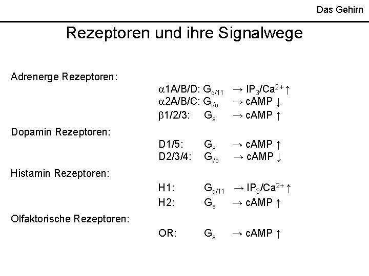 Das Gehirn Rezeptoren und ihre Signalwege Adrenerge Rezeptoren: 1 A/B/D: Gq/11 → IP 3/Ca