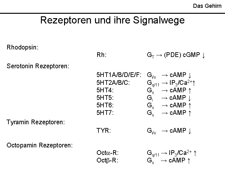 Das Gehirn Rezeptoren und ihre Signalwege Rhodopsin: Rh: GT → (PDE) c. GMP ↓