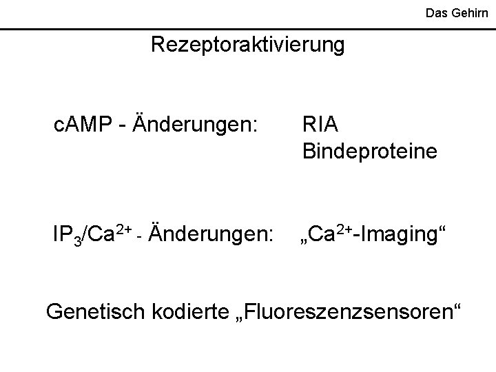 Das Gehirn Rezeptoraktivierung c. AMP - Änderungen: RIA Bindeproteine IP 3/Ca 2+ - Änderungen: