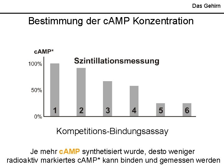 Das Gehirn Bestimmung der c. AMP Konzentration Kompetitions-Bindungsassay Je mehr c. AMP synthetisiert wurde, Das Gehirn Bestimmung der c. AMP Konzentration Kompetitions-Bindungsassay Je mehr c. AMP synthetisiert wurde,