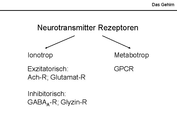 Das Gehirn Neurotransmitter Rezeptoren Ionotrop Metabotrop Exzitatorisch: Ach-R; Glutamat-R GPCR Inhibitorisch: GABAA-R; Glyzin-R 