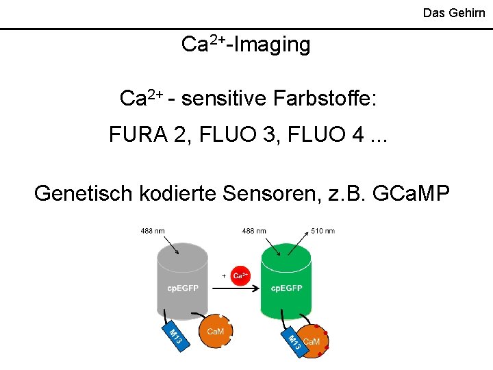 Das Gehirn Ca 2+-Imaging Ca 2+ - sensitive Farbstoffe: FURA 2, FLUO 3, FLUO