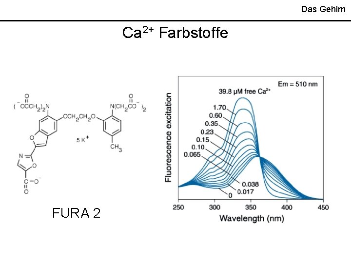 Das Gehirn Ca 2+ Farbstoffe FURA 2 