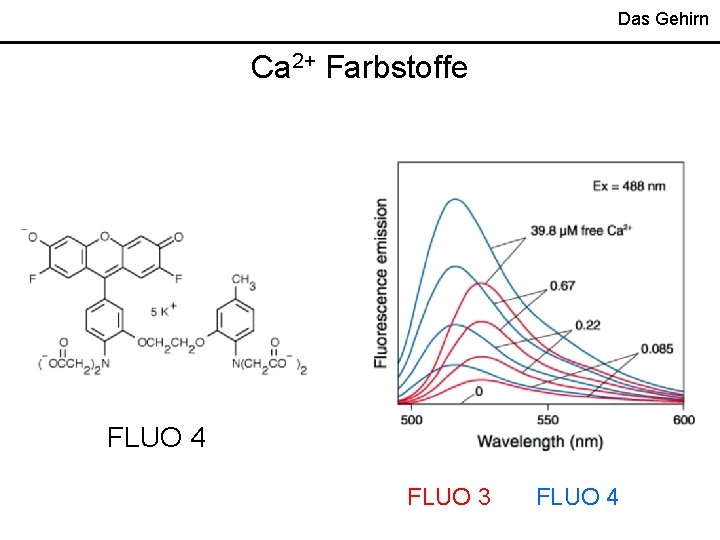 Das Gehirn Ca 2+ Farbstoffe FLUO 4 FLUO 3 FLUO 4 Das Gehirn Ca 2+ Farbstoffe FLUO 4 FLUO 3 FLUO 4