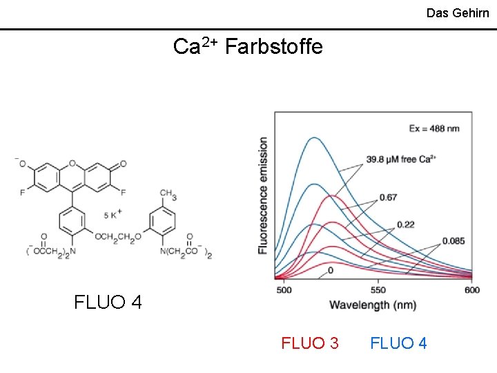 Das Gehirn Ca 2+ Farbstoffe FLUO 4 FLUO 3 FLUO 4 