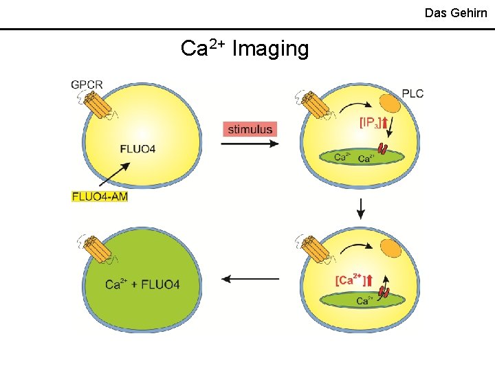 Das Gehirn Ca 2+ Imaging 