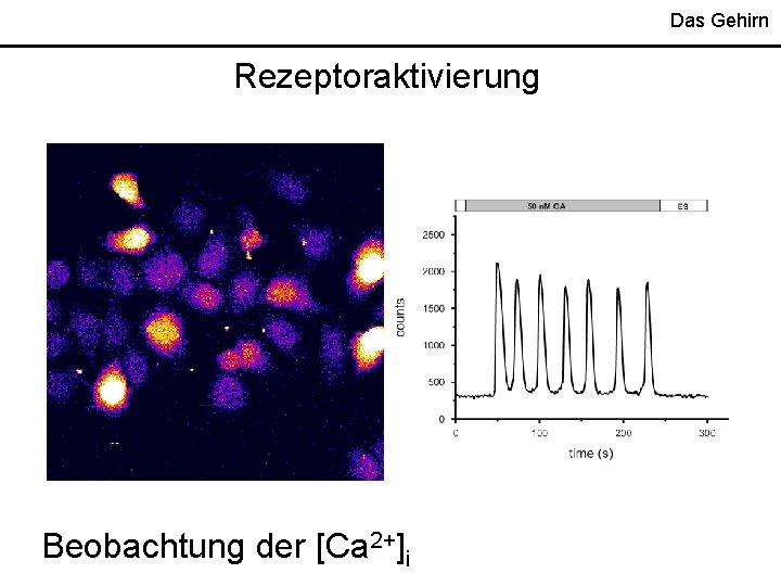 Das Gehirn Rezeptoraktivierung Beobachtung der [Ca 2+]i 