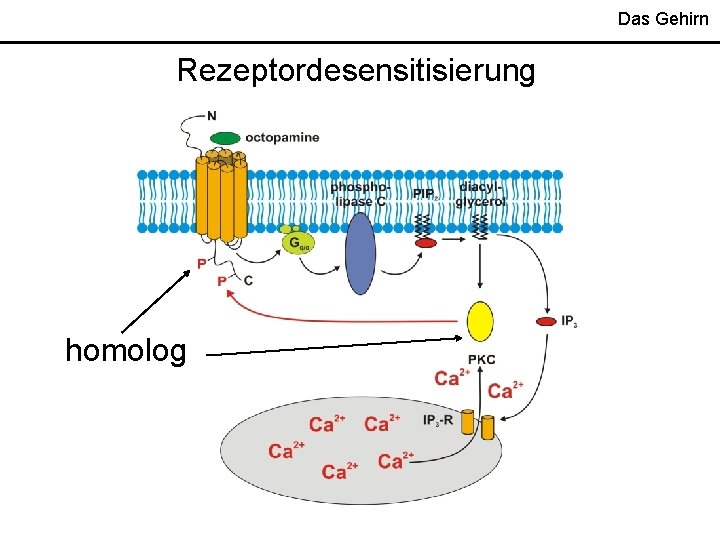 Das Gehirn Rezeptordesensitisierung homolog Das Gehirn Rezeptordesensitisierung homolog