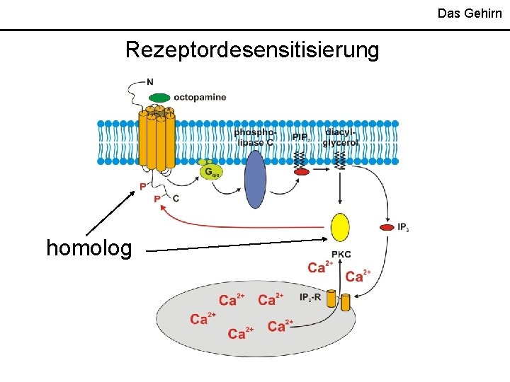 Das Gehirn Rezeptordesensitisierung homolog 