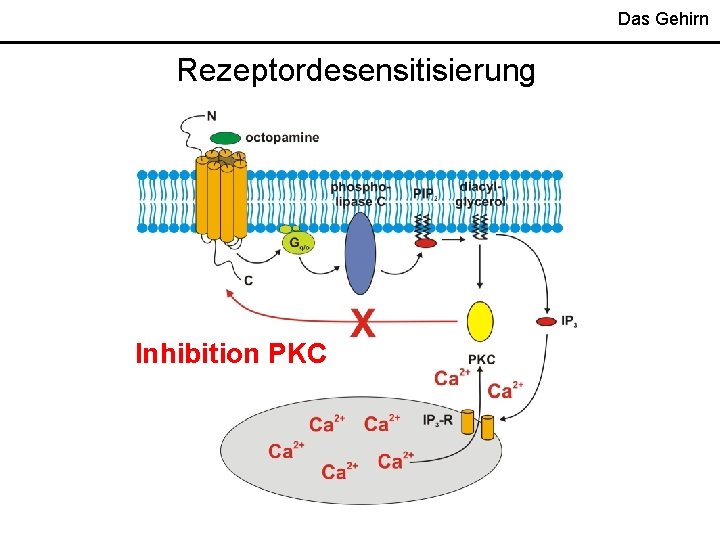 Das Gehirn Rezeptordesensitisierung Inhibition PKC 