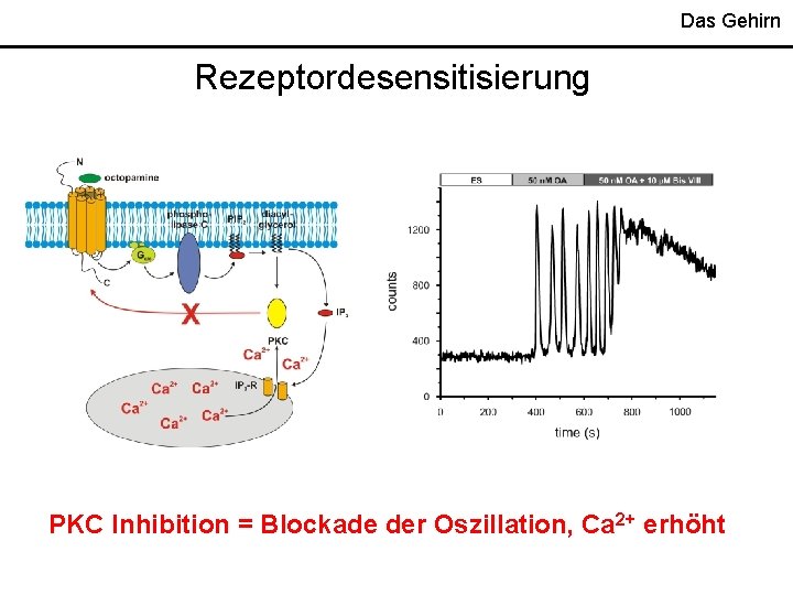 Das Gehirn Rezeptordesensitisierung PKC Inhibition = Blockade der Oszillation, Ca 2+ erhöht 