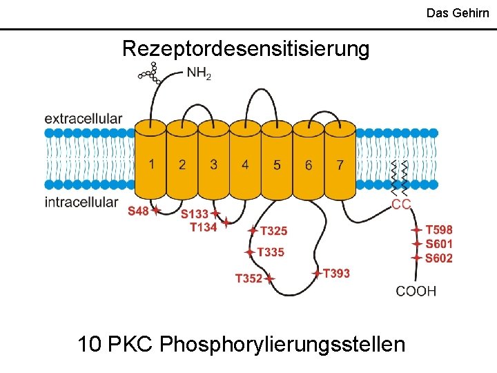 Das Gehirn Rezeptordesensitisierung 10 PKC Phosphorylierungsstellen 