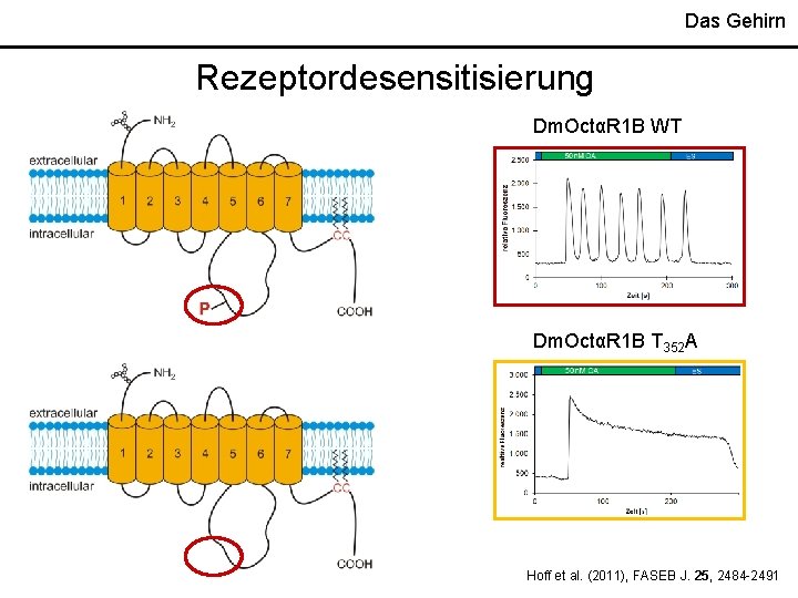 Das Gehirn Rezeptordesensitisierung Dm. OctαR 1 B WT Dm. OctαR 1 B T 352