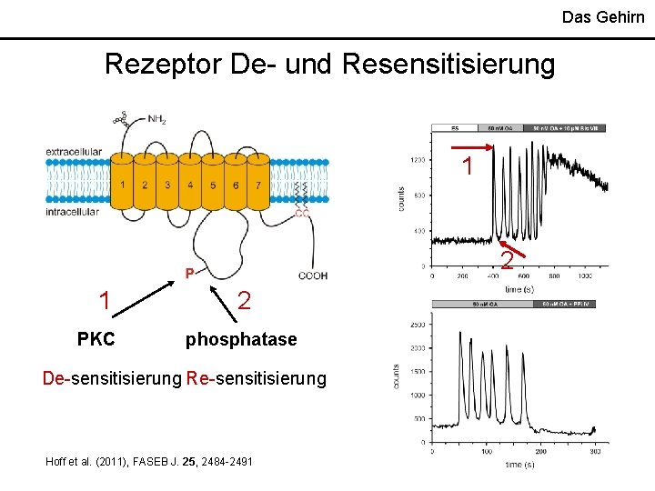 Das Gehirn Rezeptor De- und Resensitisierung 1 2 1 PKC 2 phosphatase De-sensitisierung Re-sensitisierung