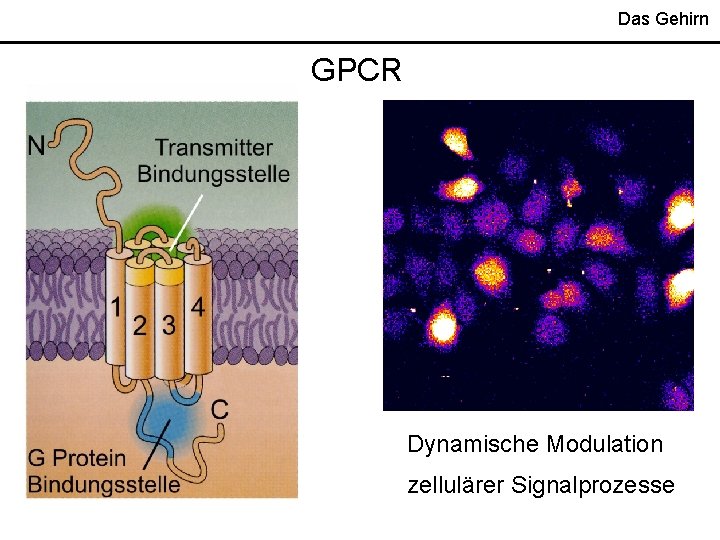 Das Gehirn GPCR Dynamische Modulation zellulärer Signalprozesse 