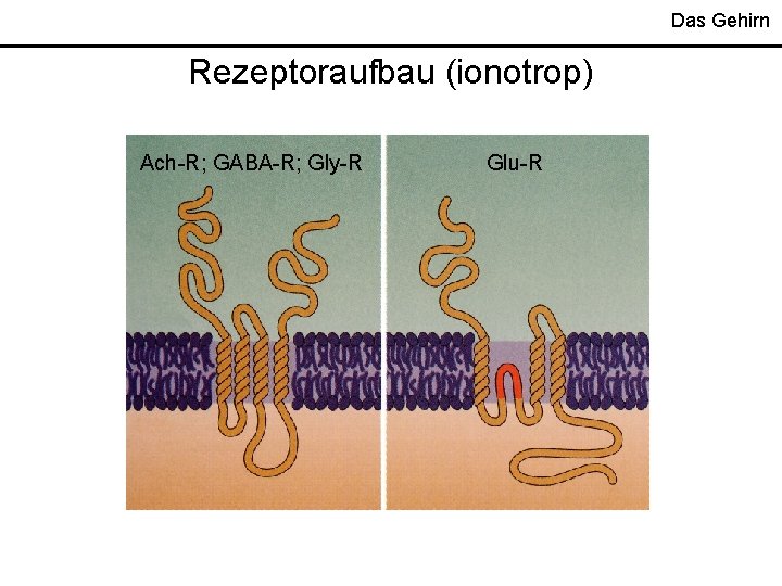 Das Gehirn Rezeptoraufbau (ionotrop) Ach-R; GABA-R; Gly-R Glu-R 