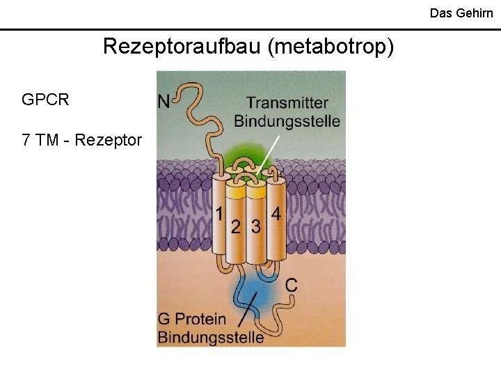 Das Gehirn Rezeptoraufbau (metabotrop) GPCR 7 TM - Rezeptor 