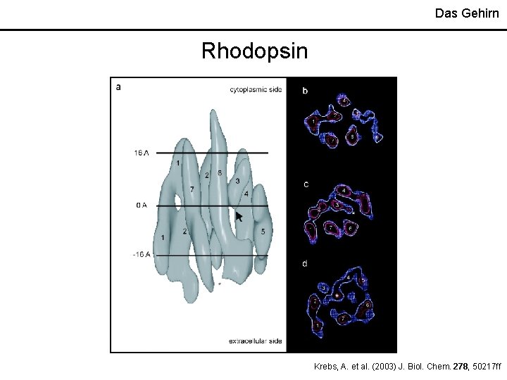 Das Gehirn Rhodopsin Krebs, A. et al. (2003) J. Biol. Chem. 278, 50217 ff Das Gehirn Rhodopsin Krebs, A. et al. (2003) J. Biol. Chem. 278, 50217 ff