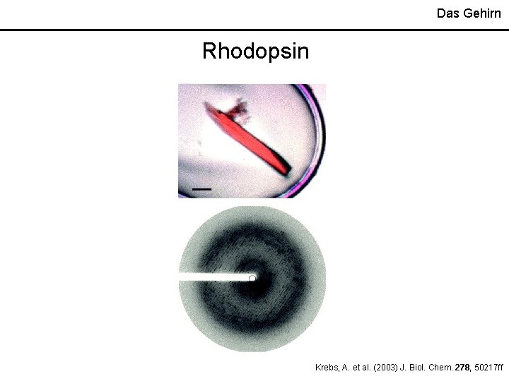 Das Gehirn Rhodopsin Krebs, A. et al. (2003) J. Biol. Chem. 278, 50217 ff