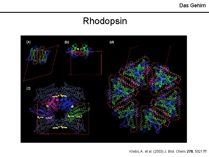Das Gehirn Rhodopsin Krebs, A. et al. (2003) J. Biol. Chem. 278, 50217 ff