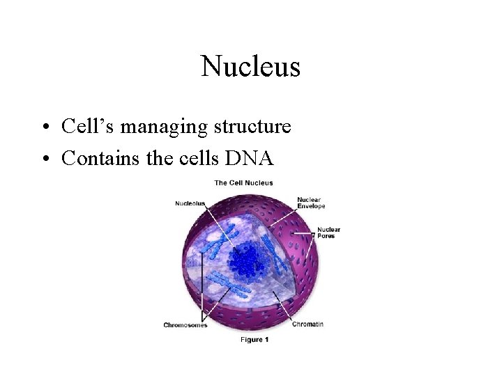 Nucleus • Cell’s managing structure • Contains the cells DNA Nucleus • Cell’s managing structure • Contains the cells DNA