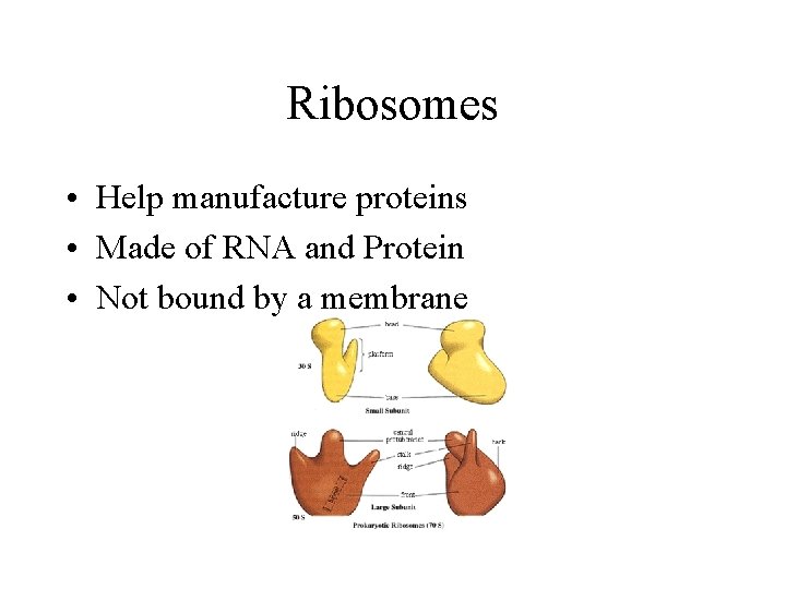 Ribosomes • Help manufacture proteins • Made of RNA and Protein • Not bound Ribosomes • Help manufacture proteins • Made of RNA and Protein • Not bound