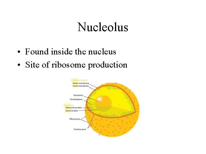 Nucleolus • Found inside the nucleus • Site of ribosome production Nucleolus • Found inside the nucleus • Site of ribosome production