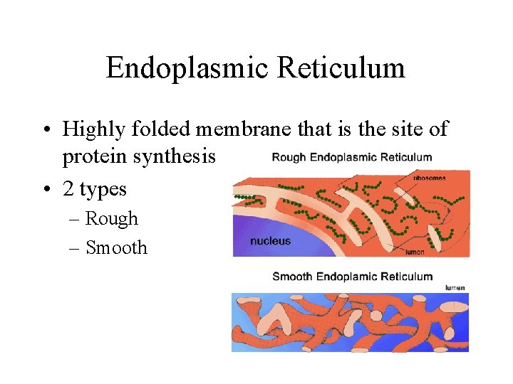 Endoplasmic Reticulum • Highly folded membrane that is the site of protein synthesis • Endoplasmic Reticulum • Highly folded membrane that is the site of protein synthesis •