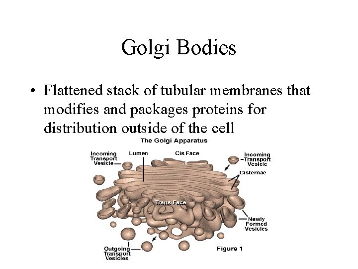 Golgi Bodies • Flattened stack of tubular membranes that modifies and packages proteins for Golgi Bodies • Flattened stack of tubular membranes that modifies and packages proteins for