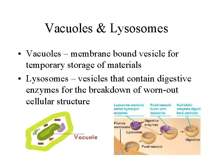 Vacuoles & Lysosomes • Vacuoles – membrane bound vesicle for temporary storage of materials Vacuoles & Lysosomes • Vacuoles – membrane bound vesicle for temporary storage of materials