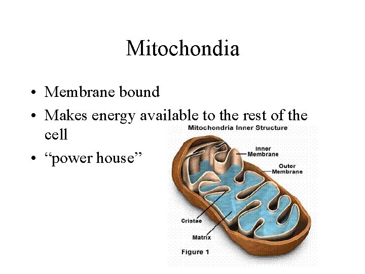 Mitochondia • Membrane bound • Makes energy available to the rest of the cell Mitochondia • Membrane bound • Makes energy available to the rest of the cell